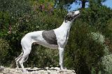 GREYHOUND 161